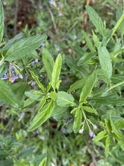Solanum valdiviense
