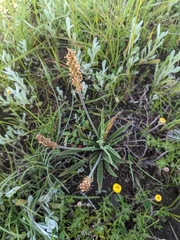 Plantago varia
