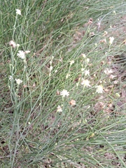Chloracantha spinosa