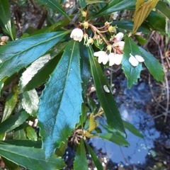 Anopterus glandulosus