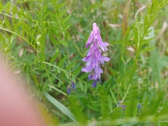 Vicia cracca