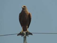 Buteogallus meridionalis