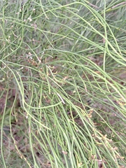 Chloracantha spinosa