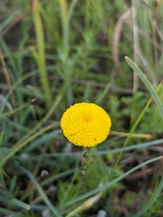 Leptorhynchos squamatus