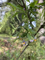 Solanum valdiviense