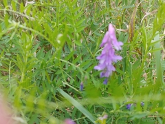 Vicia cracca