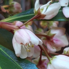 Anopterus glandulosus