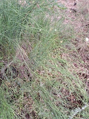 Chloracantha spinosa