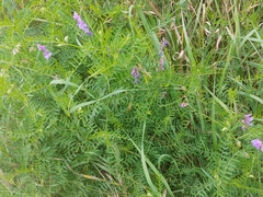 Vicia cracca
