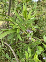 Solanum valdiviense