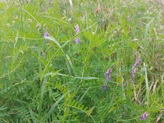 Vicia cracca