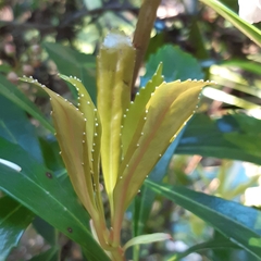 Anopterus glandulosus