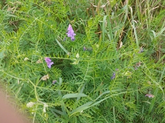 Vicia cracca