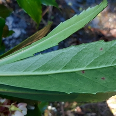 Anopterus glandulosus