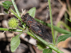 Atrapsalta encaustica