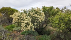 Acacia victoriae
