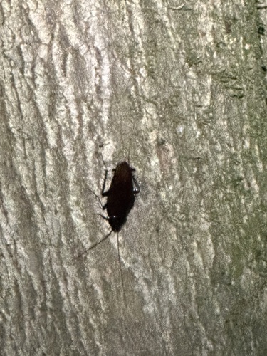 Smoky brown cockroach