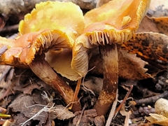 Heimiomyces tenuipes