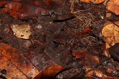 Rhinella proboscidea