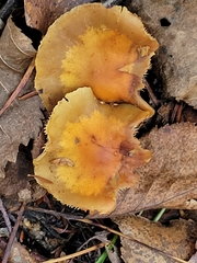Heimiomyces tenuipes