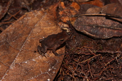 Rhinella proboscidea
