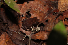 Rhinella proboscidea