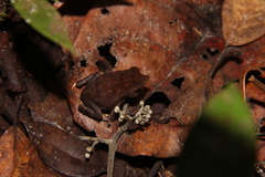 Rhinella proboscidea