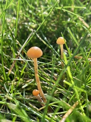 Galerina heterocystis