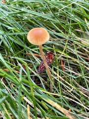 Galerina heterocystis