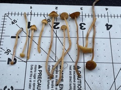 Galerina heterocystis