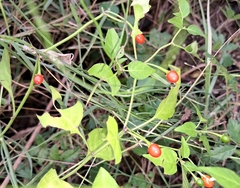 Capsicum annuum glabriusculum