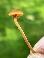 Galerina heterocystis