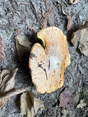 Suillus caerulescens
