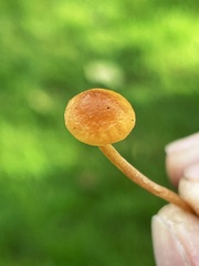 Galerina heterocystis