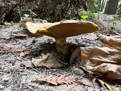 Suillus caerulescens