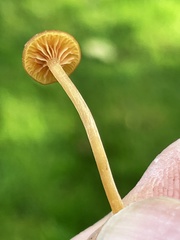 Galerina heterocystis