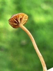 Galerina heterocystis