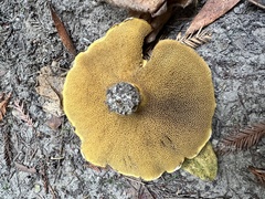 Suillus caerulescens
