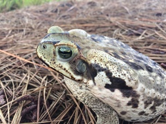 Rhinella diptycha