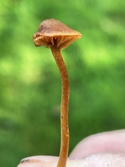Galerina heterocystis