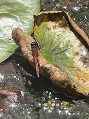 Diplacodes melanopsis