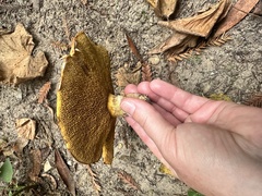 Suillus caerulescens