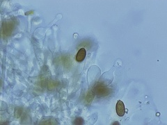 Galerina heterocystis