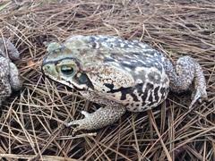 Rhinella diptycha