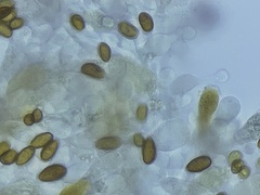 Galerina heterocystis