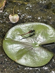 Diplacodes melanopsis
