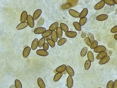 Galerina heterocystis