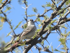 Serpophaga subcristata