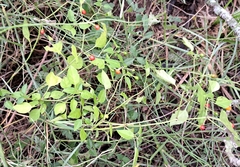 Capsicum annuum glabriusculum
