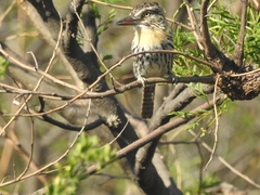 Nystalus maculatus
